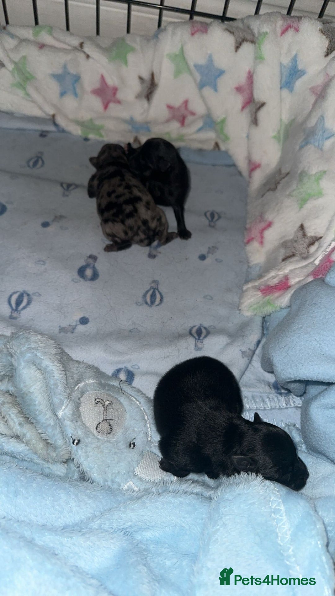 Pomeranian dogs for sale: One time only purebreed pom pups (blue merle gene) - Advert 3