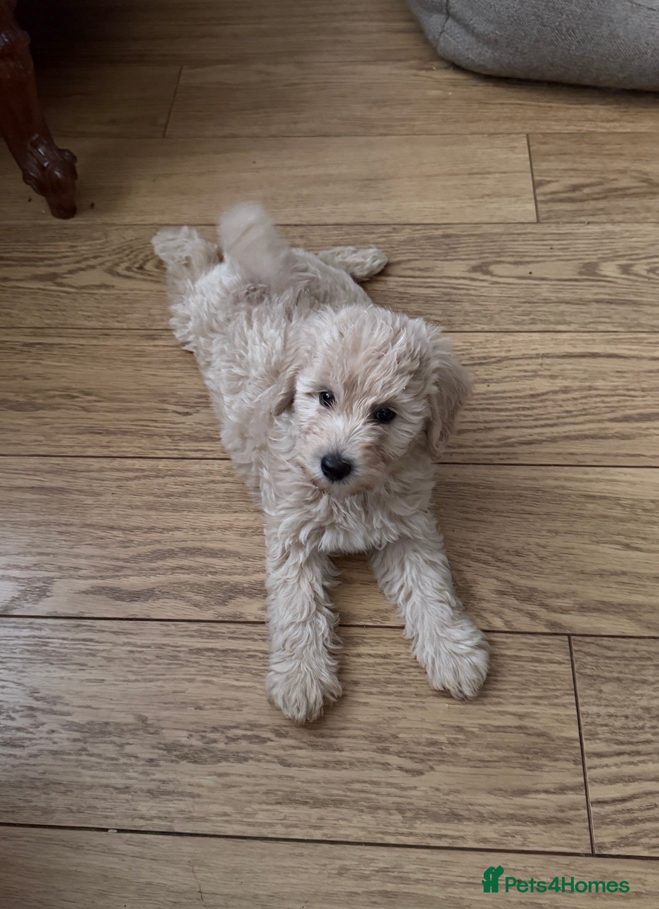 Mini Goldendoodle dogs MINI GOLDENDOODLE PUPPIES - Advert 2