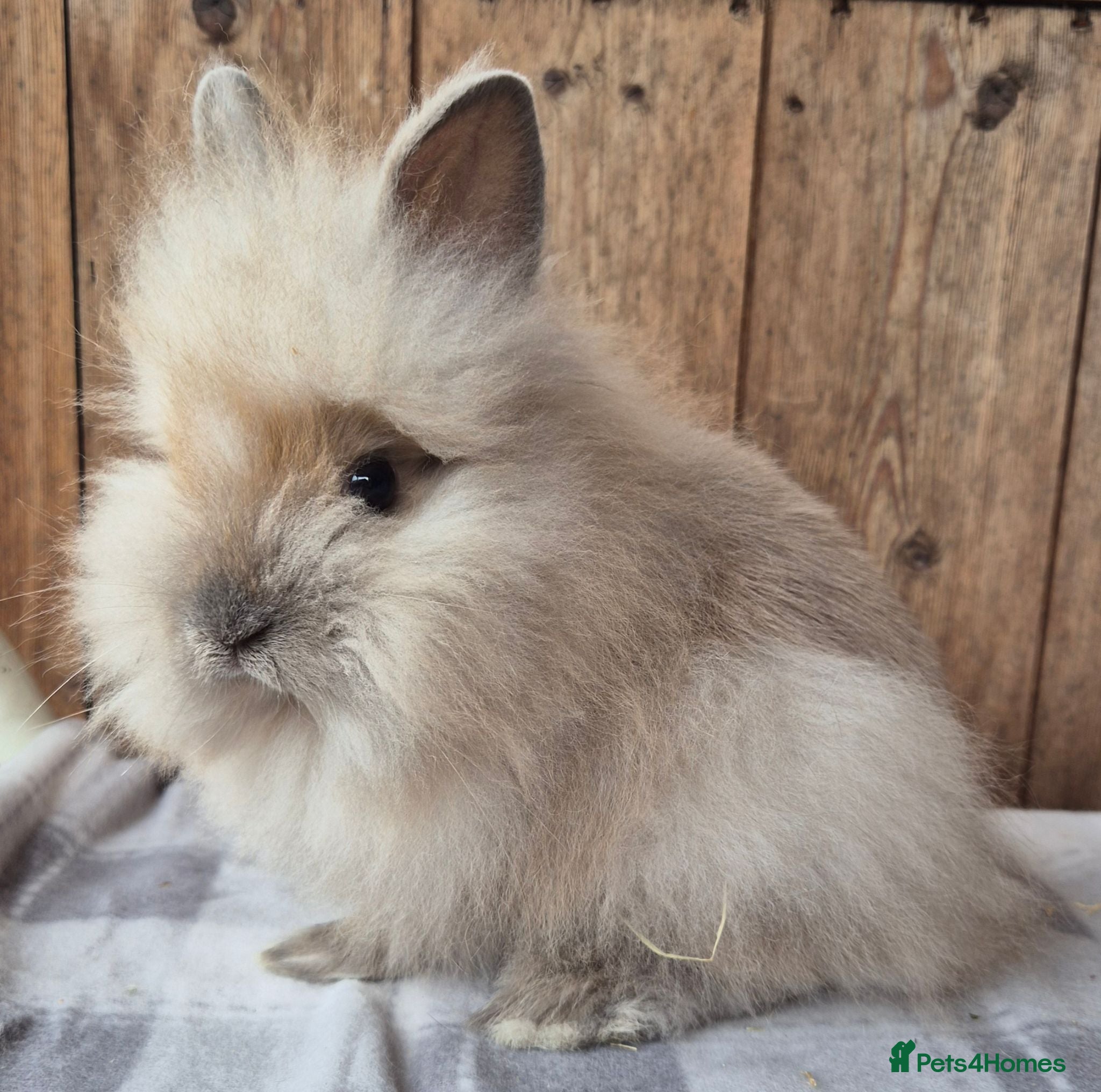 Lionhead rabbits Lion head babys 1 girl  1 boy left  - Advert 8