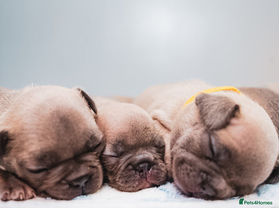 French Bulldog dogs for sale: 5 boys and 3 girls - DEPOSITS BEING TAKEN - Advert 8