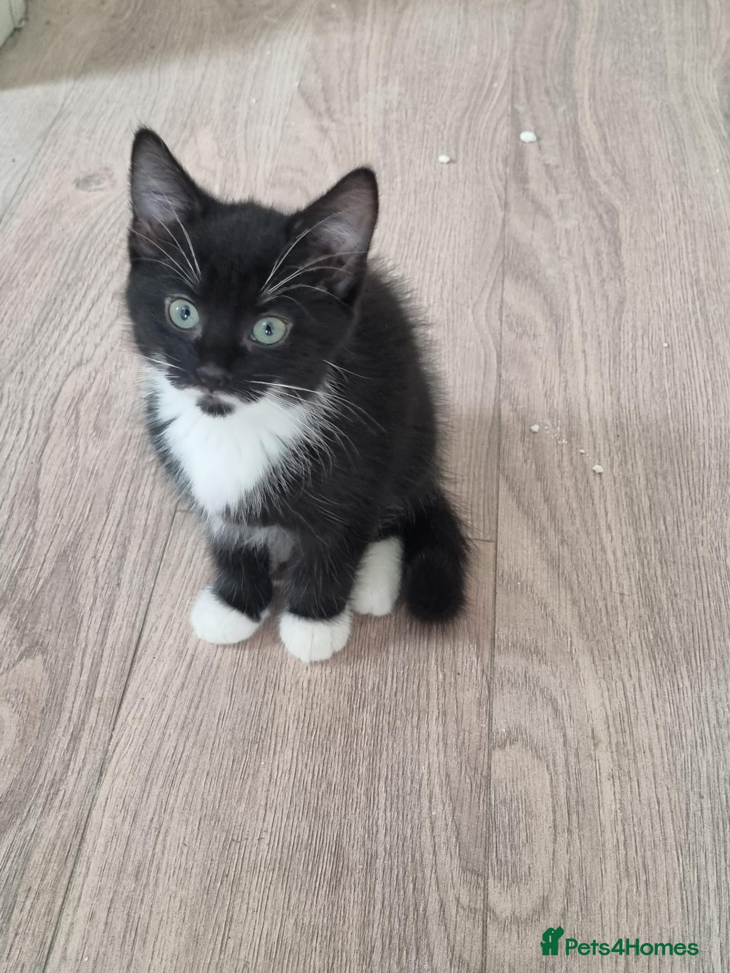Mixed Breed cats Playfull beautiful 😍 kittens ready to go £85 - Advert 13