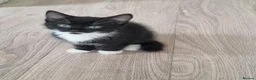 Mixed Breed cats for sale: Playfull beautiful 😍 kittens ready to go £85 - Advert 5