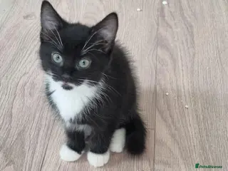 Mixed Breed cats Playfull beautiful 😍 kittens ready to go £85 - Advert 13