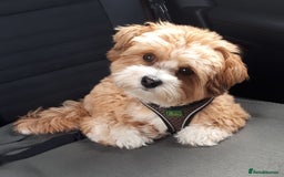 Havanese dogs for sale: Beautiful Puppy Bella Looking for a Loving Home - Image 8