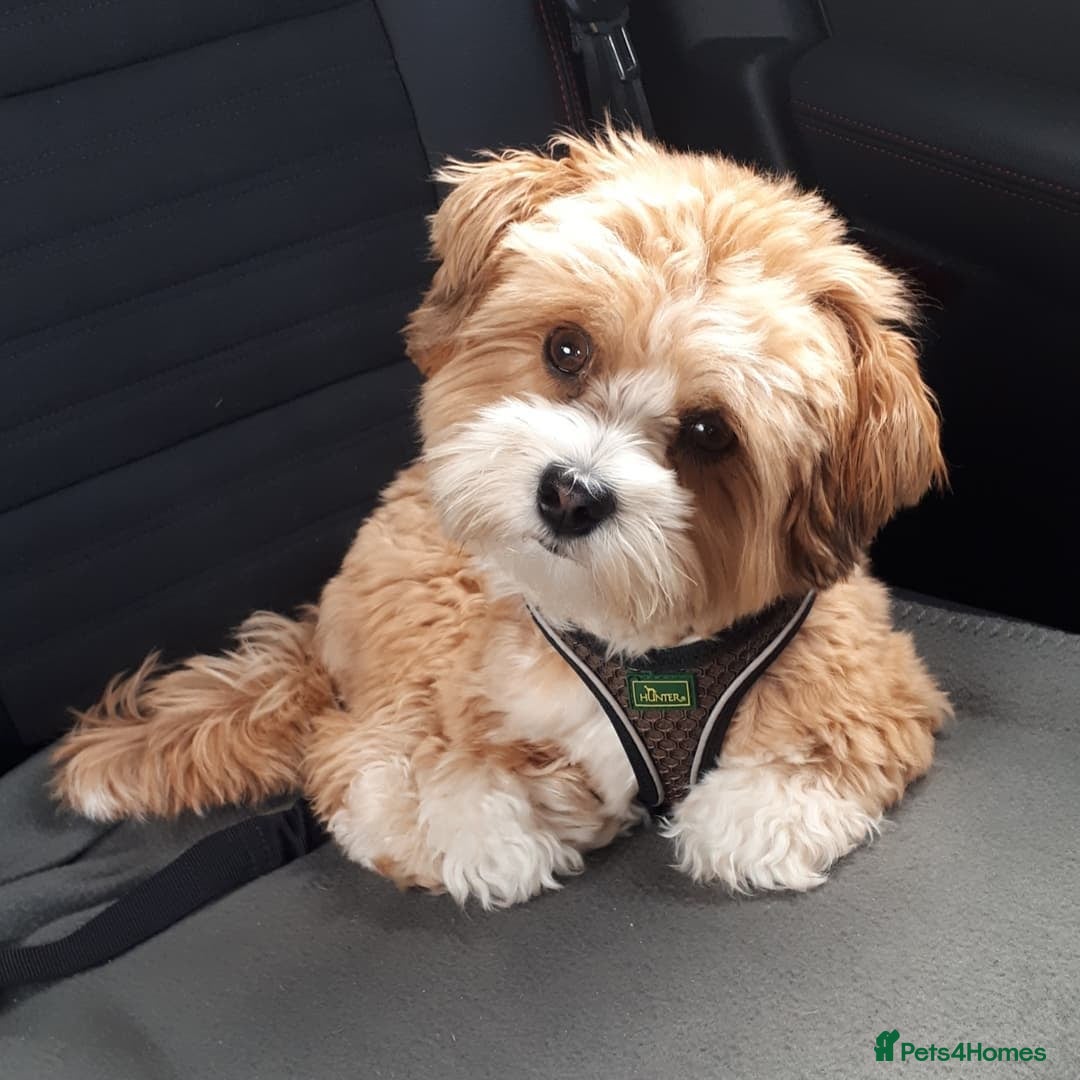 Havanese dogs for sale: Beautiful Puppy Bella Looking for a Loving Home - Image 8