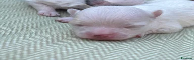 Chihuahua 3