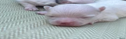 Chihuahua dogs for sale: Chihuahua merle puppies - Advert 10