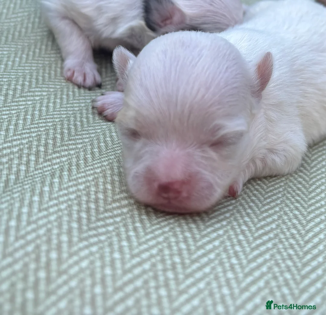 Chihuahua dogs for sale: Chihuahua merle puppies - Advert 10