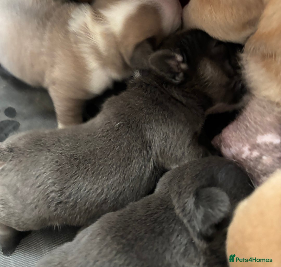 French Bulldog dogs for sale: Female French bulldog  - Advert 1