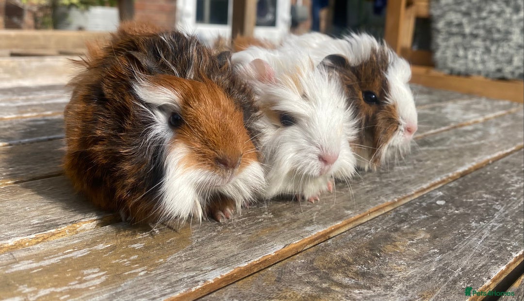 Guinea Pig rodents for sale: Abyssinian long haired  - Image 16