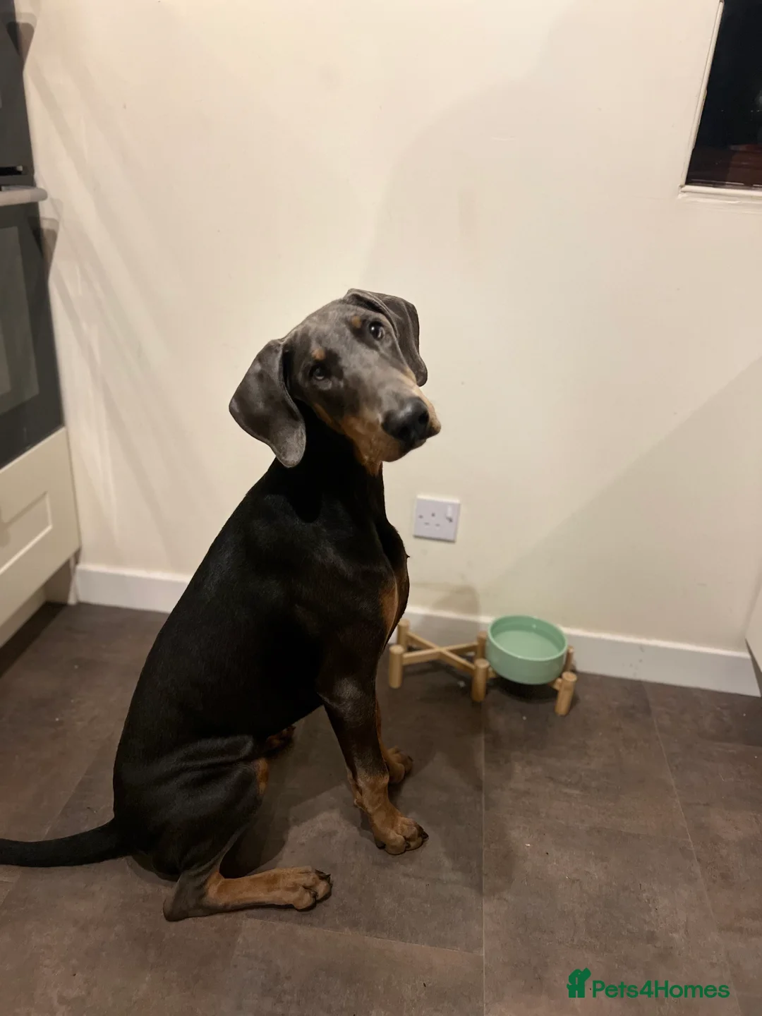 Dobermann dogs for sale: Blue Female Dobermann 7 Months Old - Advert 8
