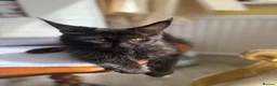 Maine Coon cats for sale: Mane coon kittens  - Advert 4