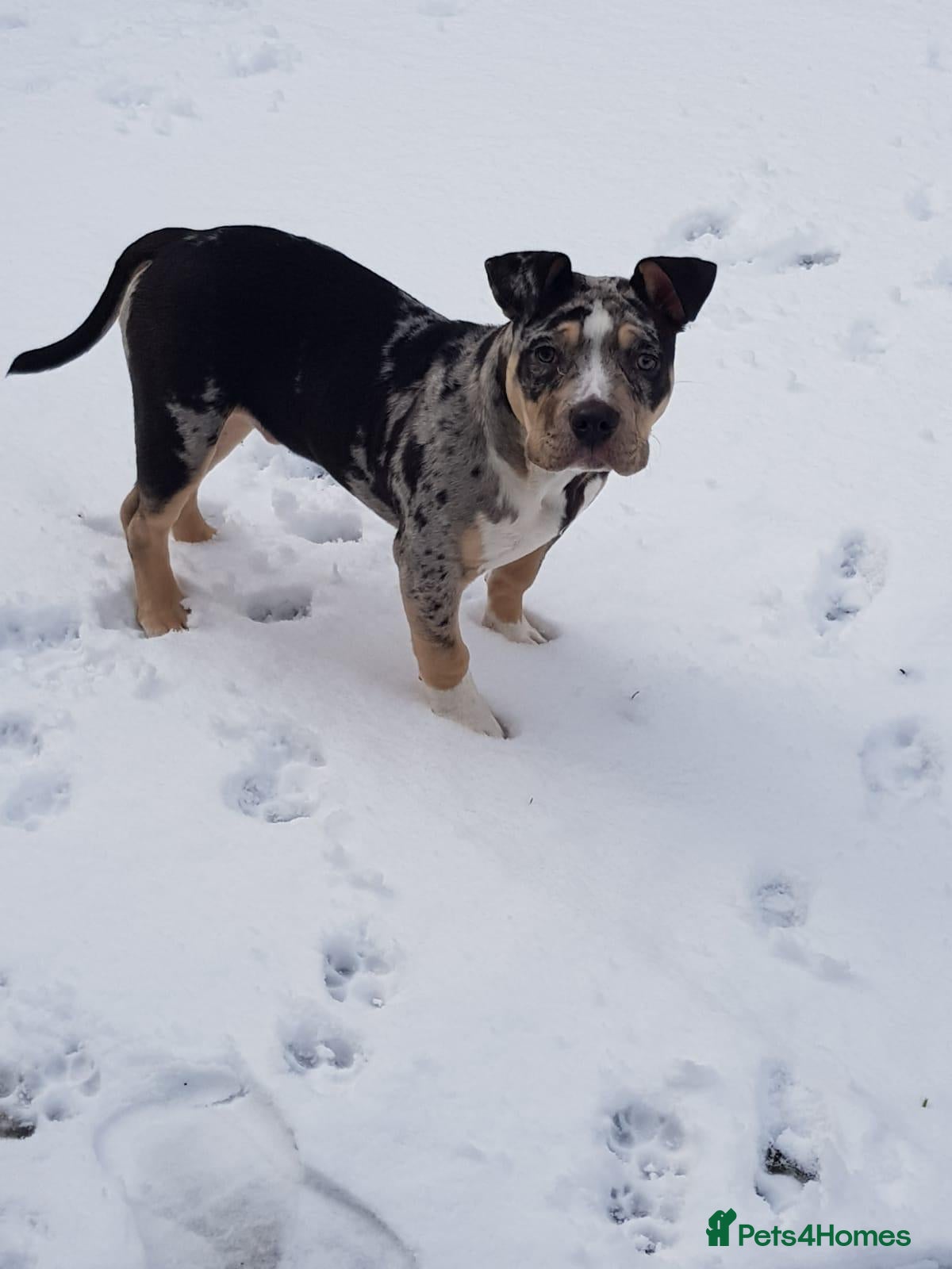 American Bully dogs 💙🐾 BLUE MERLE POCKET BULLY STUD AVAILABLE 🐾💙 - Advert 2