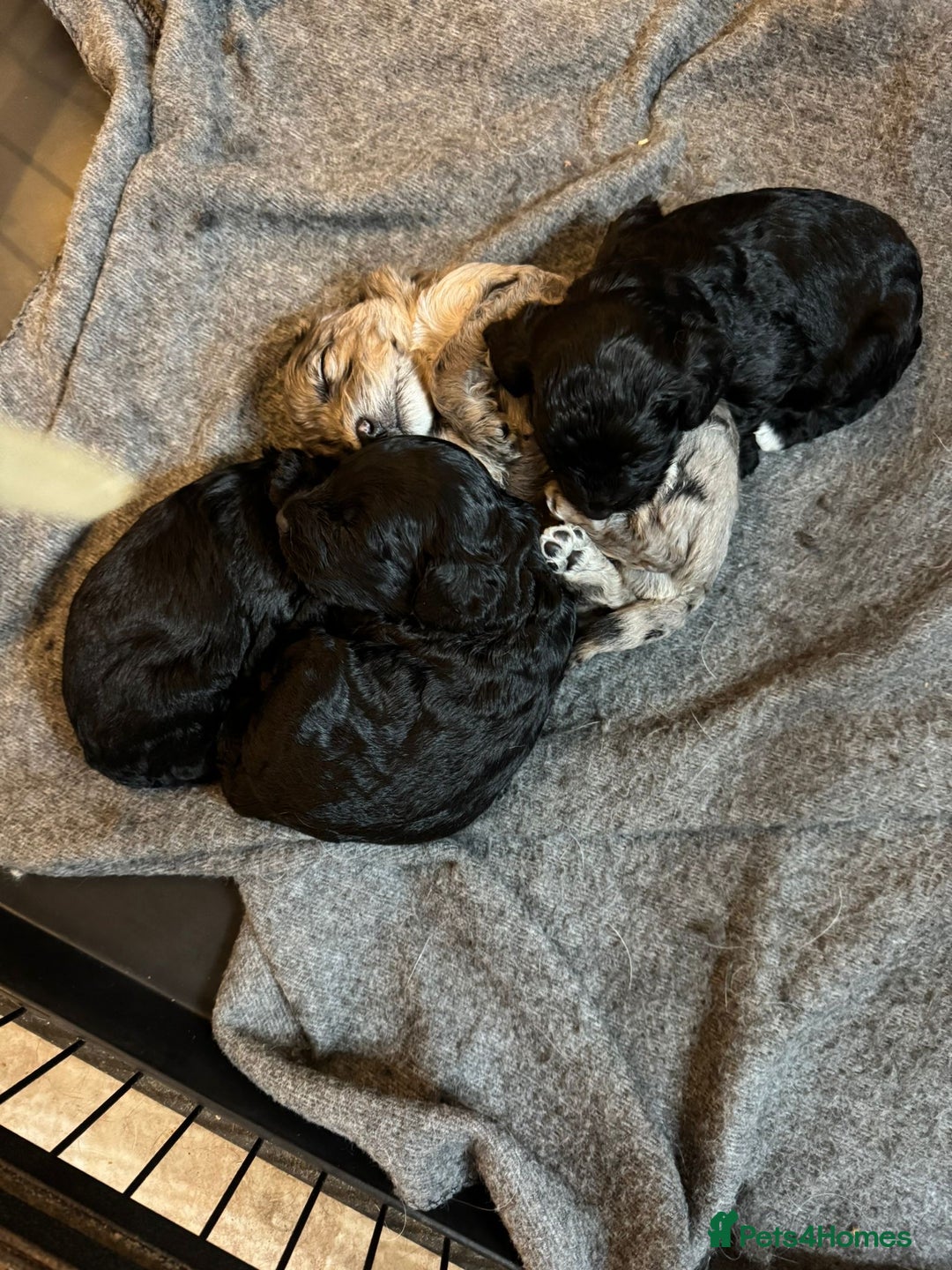Cockapoo dogs for sale: Beautiful litter of f2 Cockapoo puppies  - Image 13