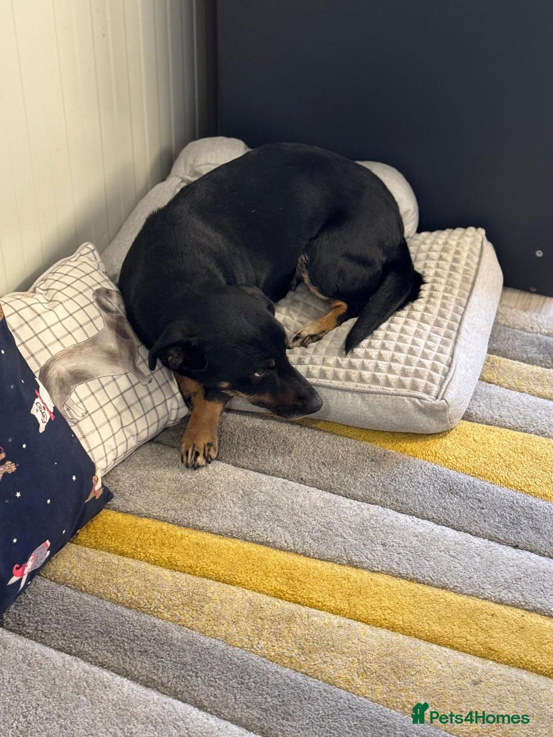 Mixed Breed dogs for adoption: Beautiful Ember looking for love - Advert 14