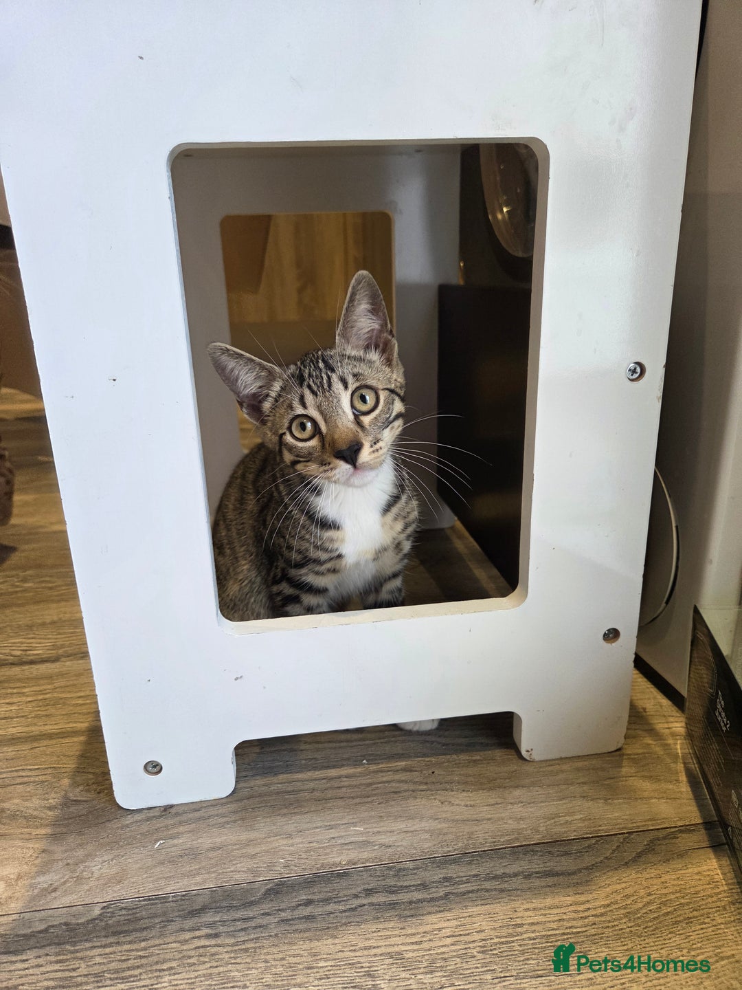 Bengal cats for sale: Bengal X kittens - Image 13