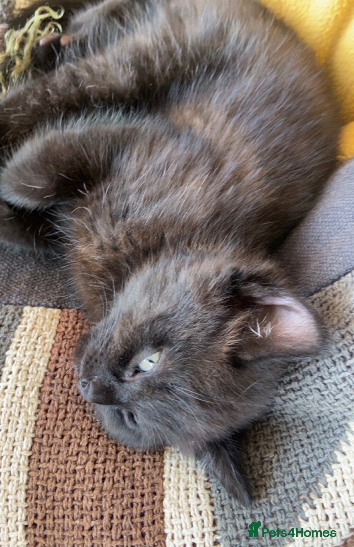 Mixed Breed cats Black bengal cross kittens for sale  - Advert 2