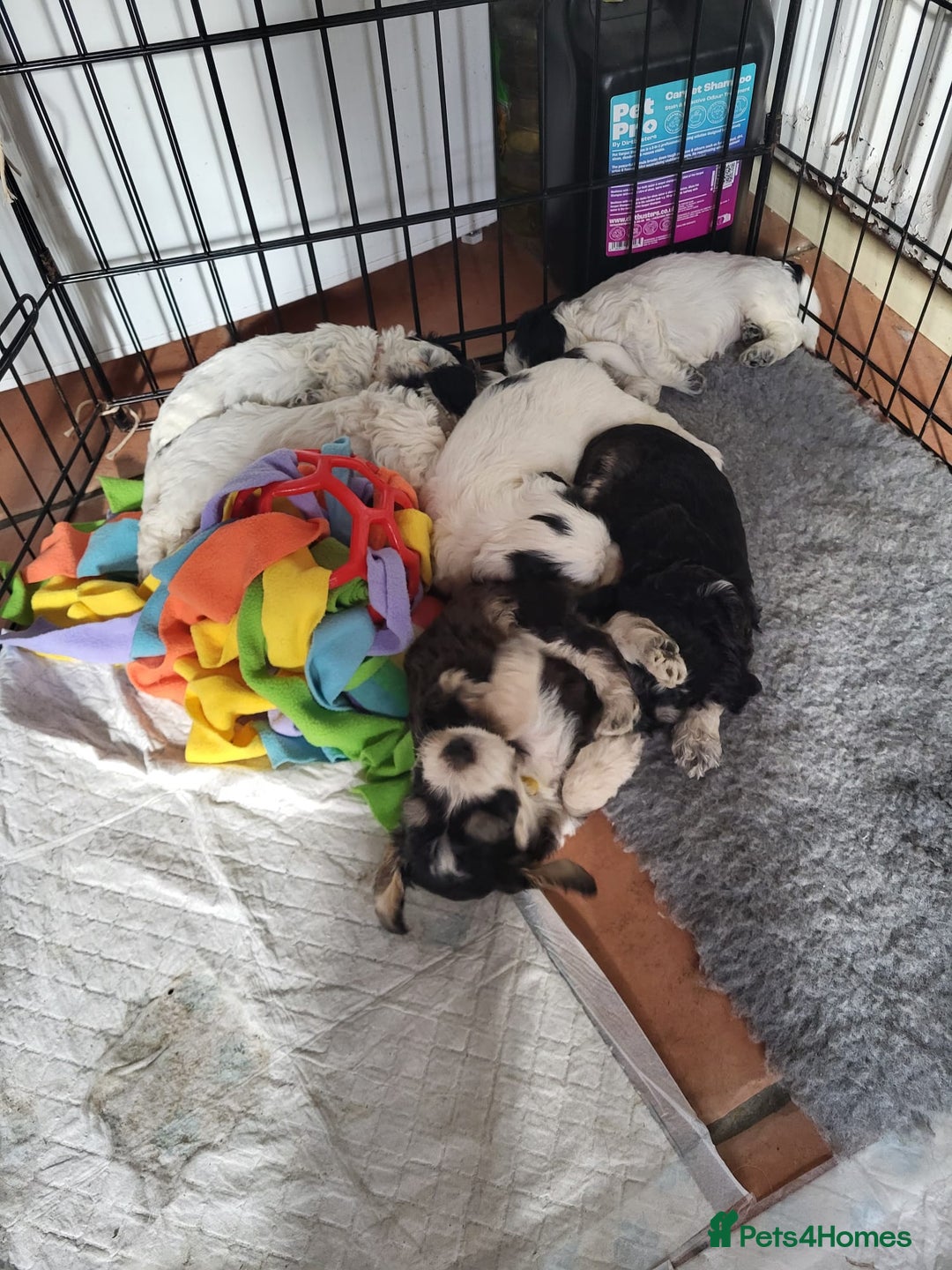 Cockapoo dogs for sale: F1 cockapoos beautiful litter 5 left* - Image 35