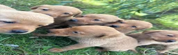 Labrador Retriever dogs for sale: KC Registered Fox Red Labrador Puppies  - Advert 7