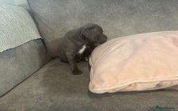Staffordshire Bull Terrier dogs for sale: Blue Staffordshire Bull Terriers Staffy staffie - Image 14