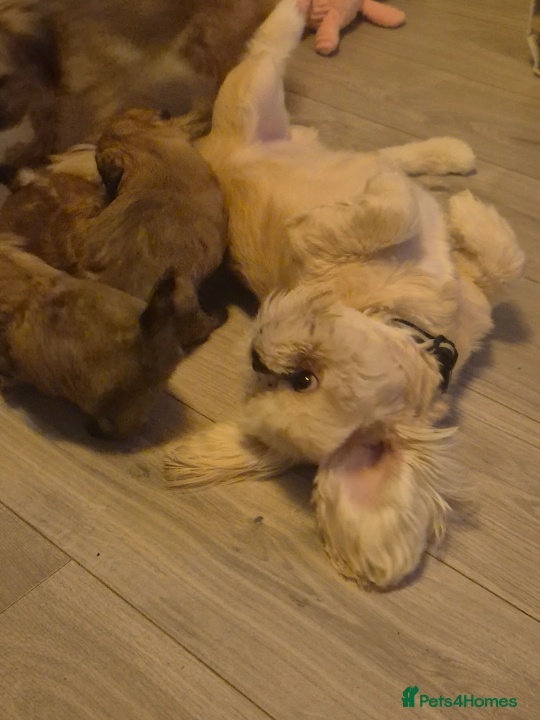 Mixed Breed dogs for sale: La-pom  pups , one boy still available  - Advert 10