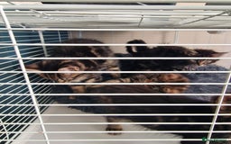 Mixed Breed cats for sale: 4 beautiful kittens - Image 2