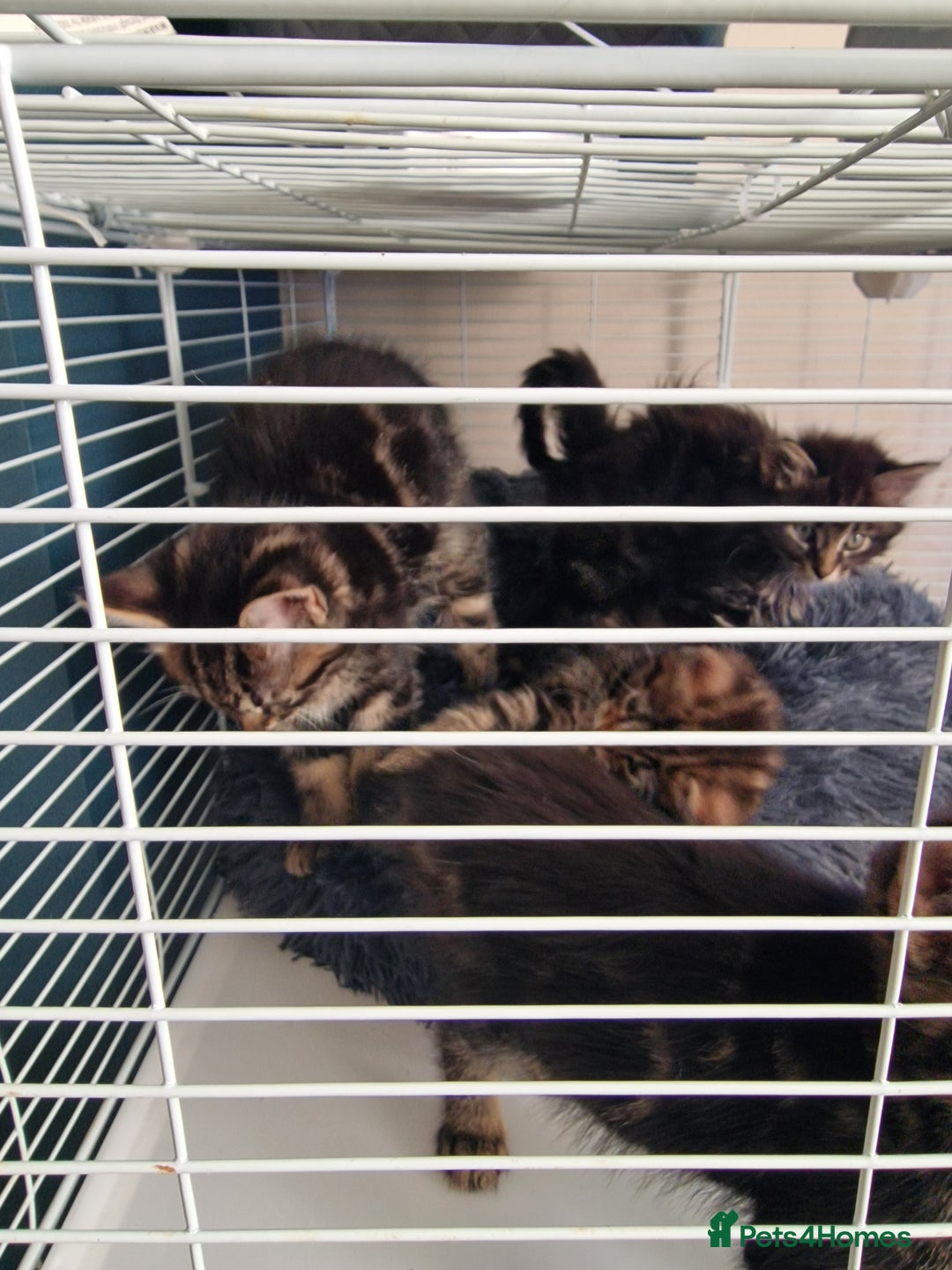 Mixed Breed cats for sale: 4 beautiful kittens - Image 2