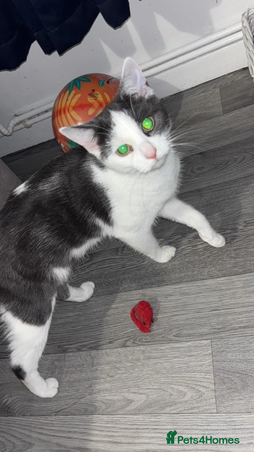 Mixed Breed cats for sale: Female cat in Wolverhampton - Advert 2