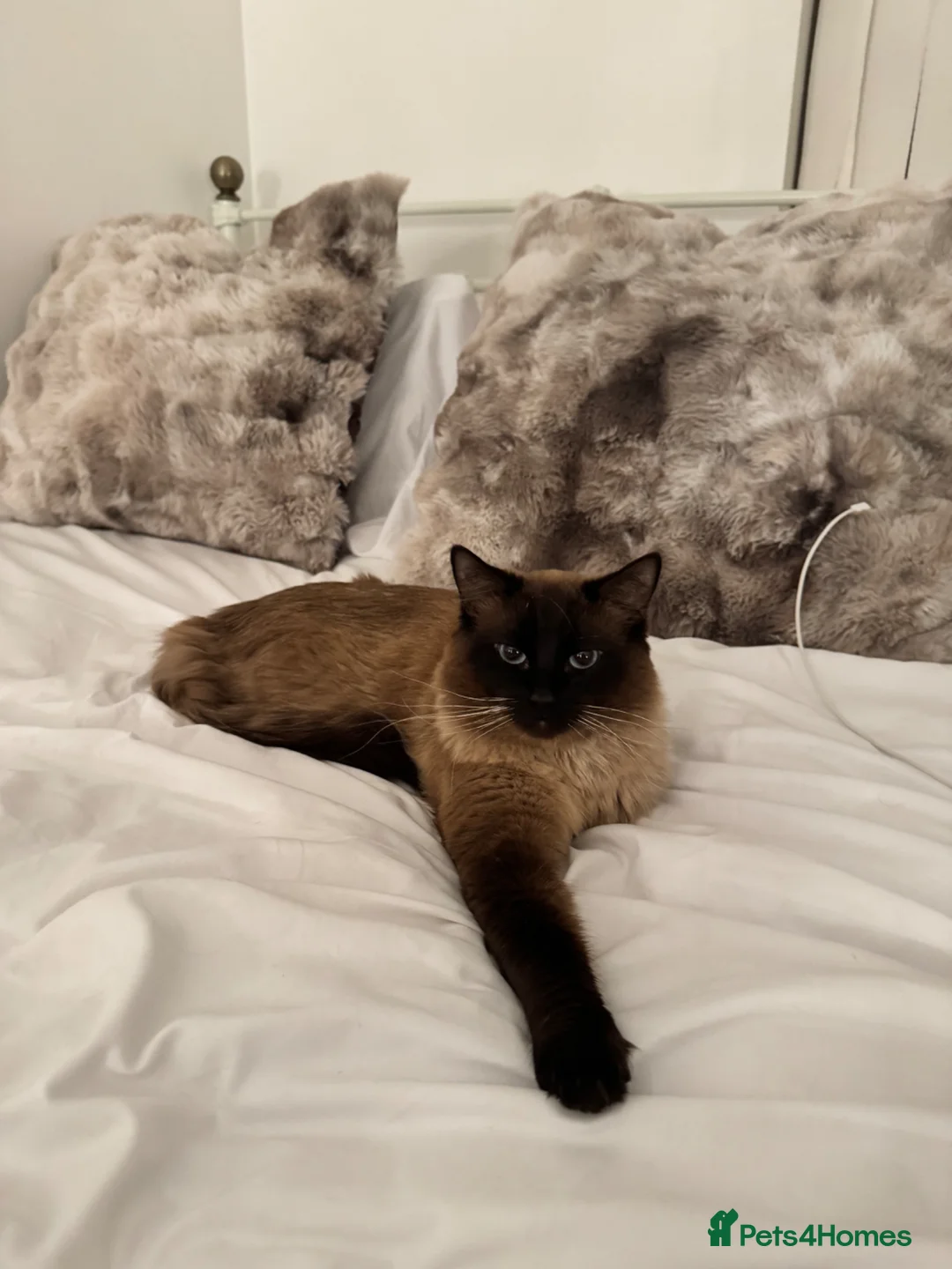 Ragdoll cats for sale: Male and Female Ragdoll - Advert 3