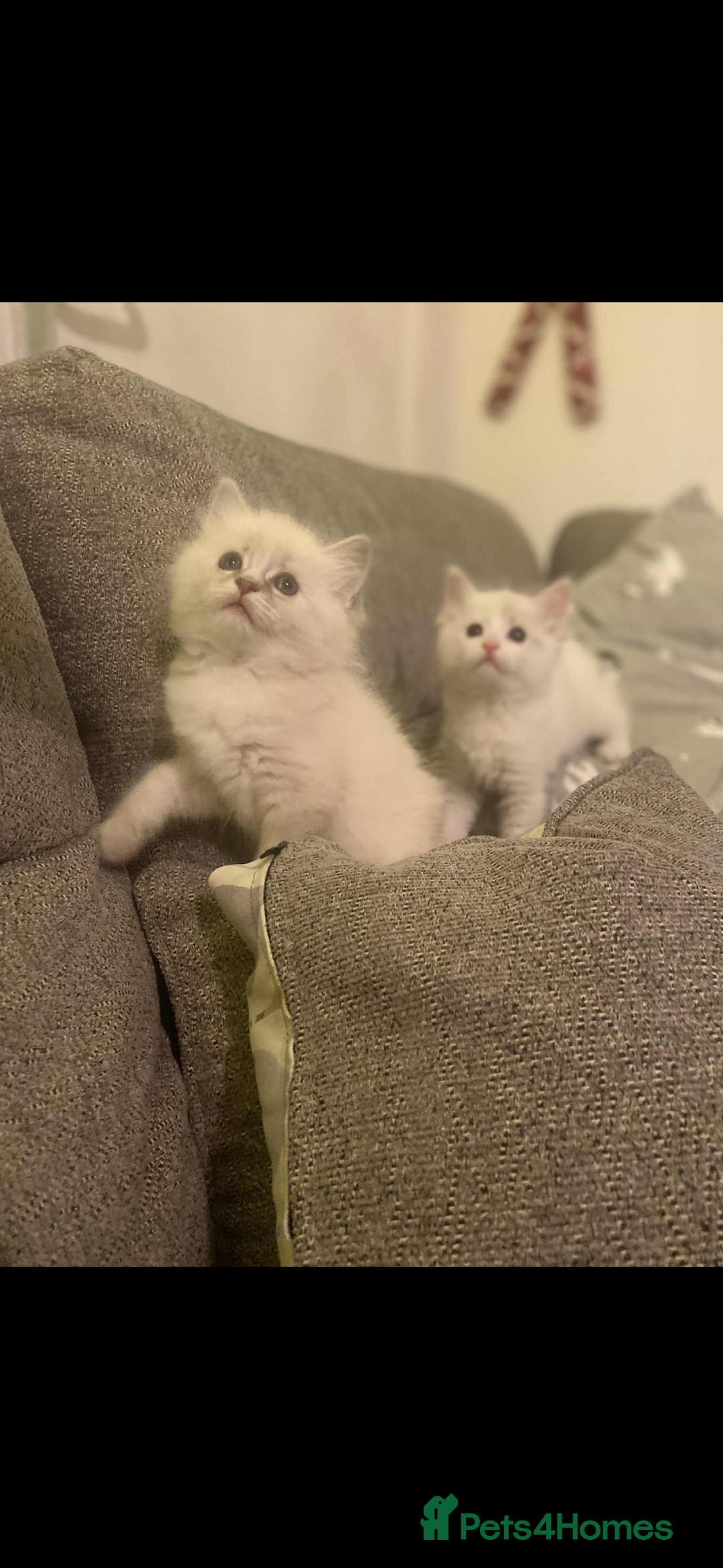 Ragdoll cats for sale: Beautiful ragdoll kittens  - Advert 5