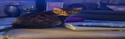 Bengal cats for sale: Looking for her forever home  - Advert 3