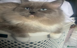 Ragdoll cats for sale: Blue pointed full pedigree tica girl  - Image 7