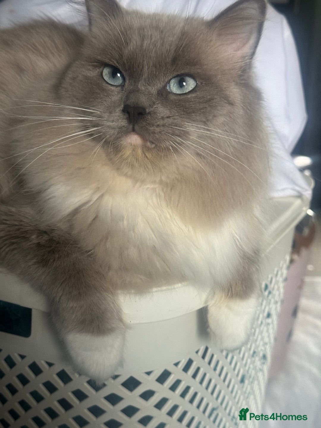 Ragdoll cats for sale: Blue pointed full pedigree tica girl  - Image 7