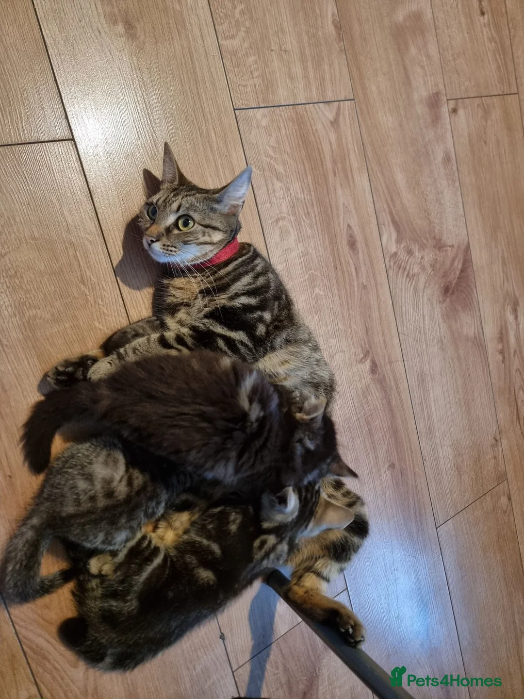 Mixed Breed cats for sale: The Three Musketeers - Advert 16