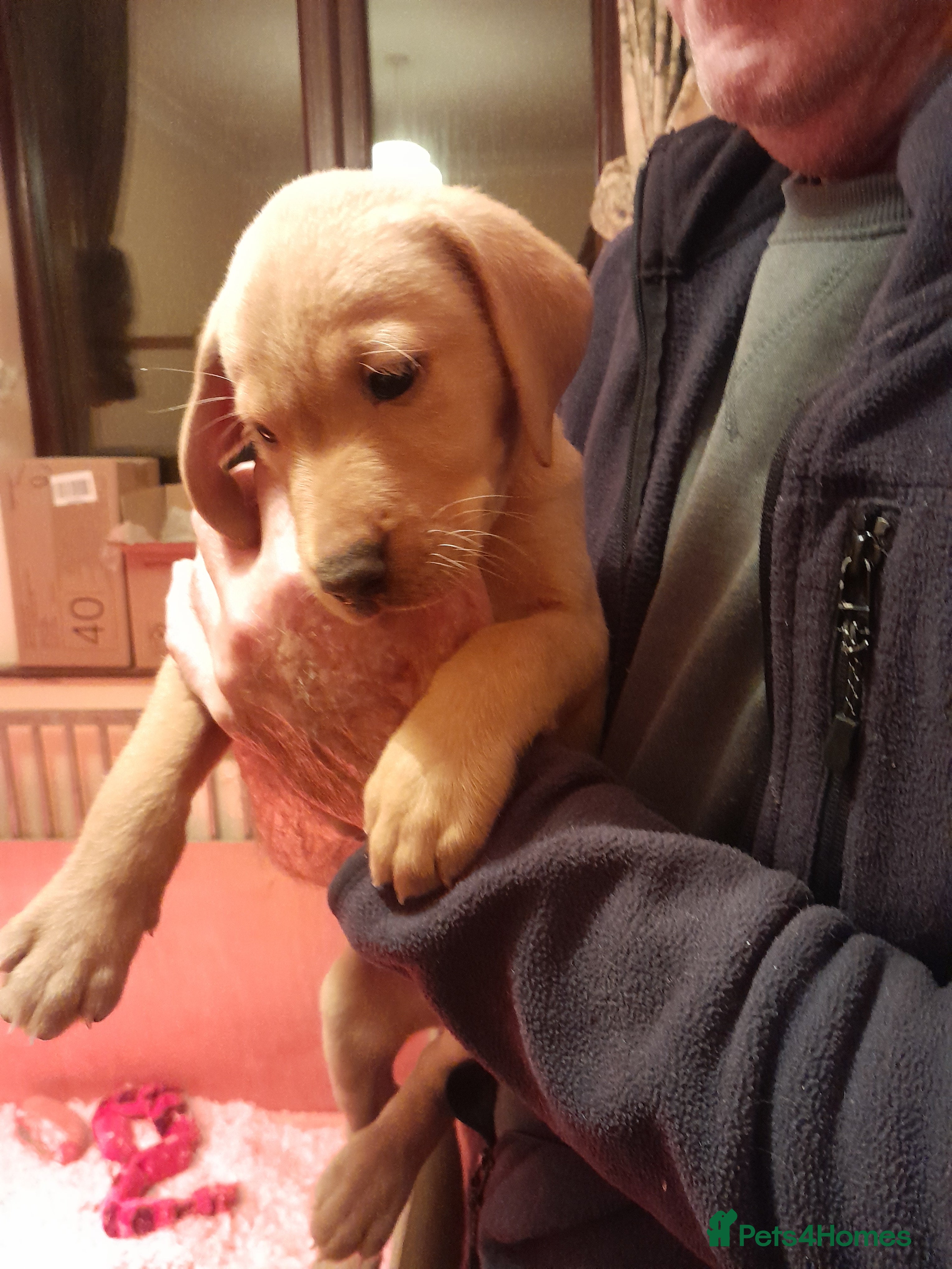 Labrador Retriever dogs for sale: Labrador fox Red and black puppies kc registered  - Advert 1