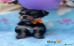 Yorkshire Terrier dogs for sale: Miniature Yorkshire terrier - Image 9