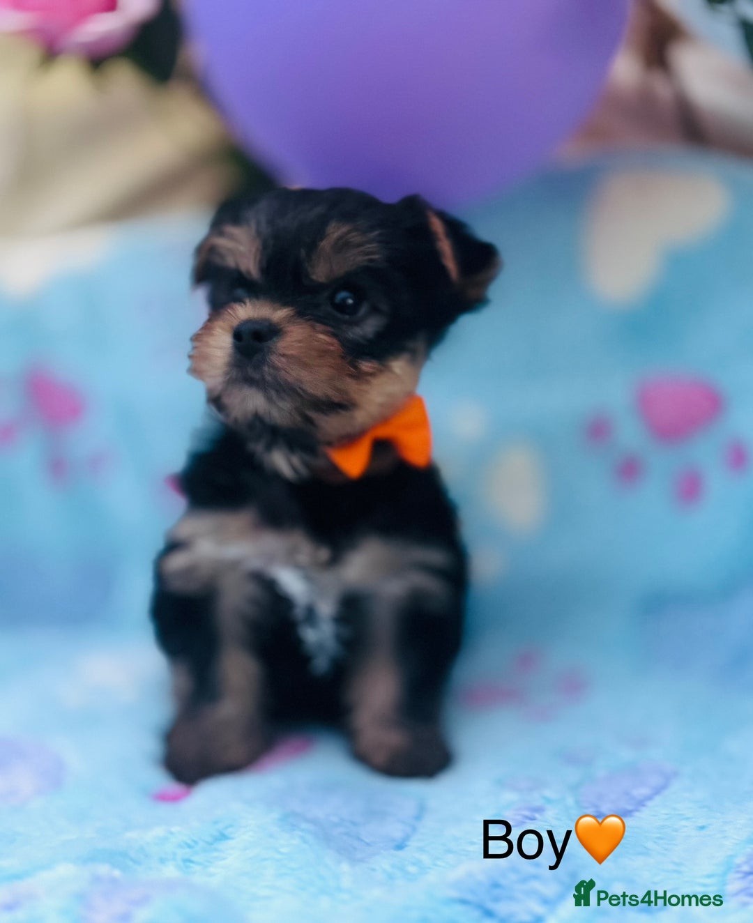 Yorkshire Terrier dogs for sale: Miniature Yorkshire terrier - Image 9