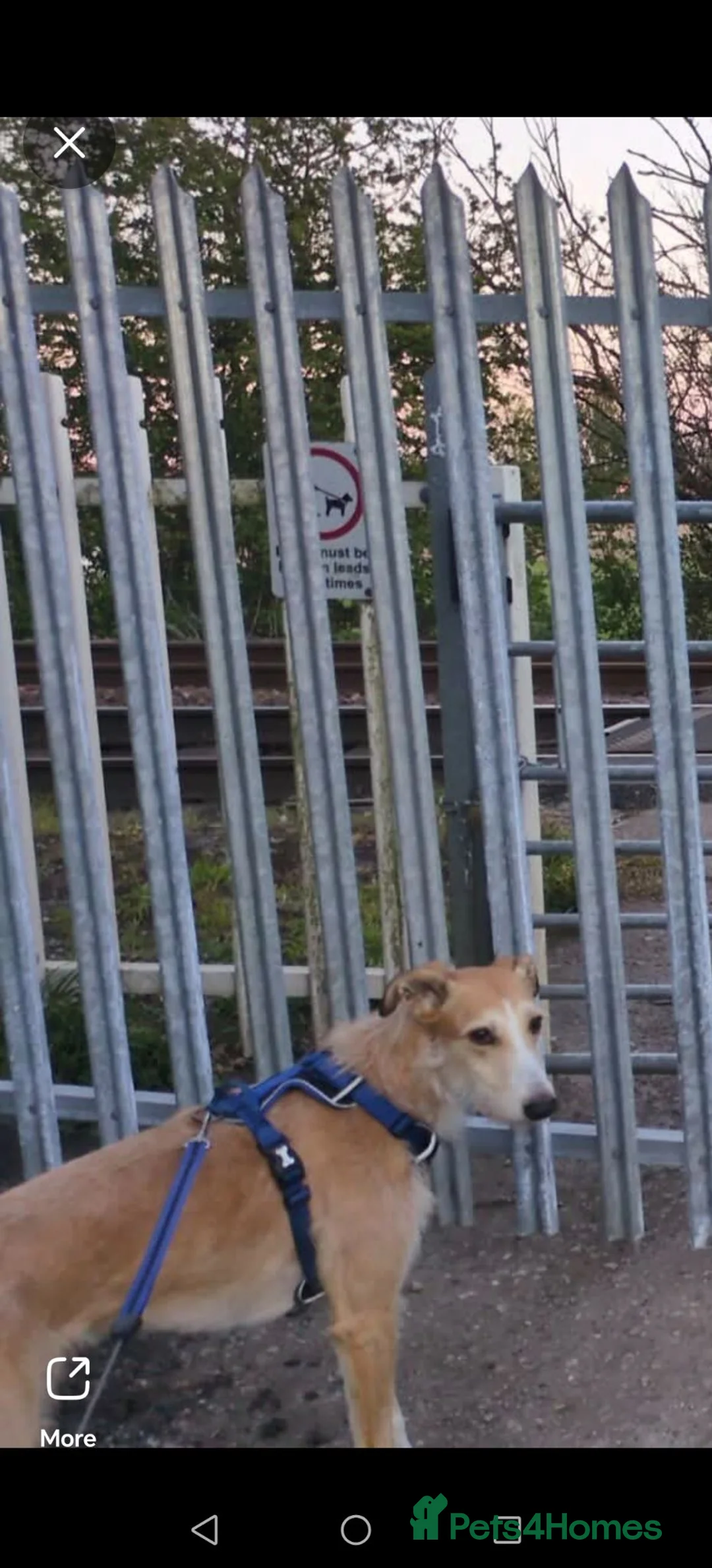 Mixed Breed dogs for sale: Obie lurcher X amazing family dog - Advert 4