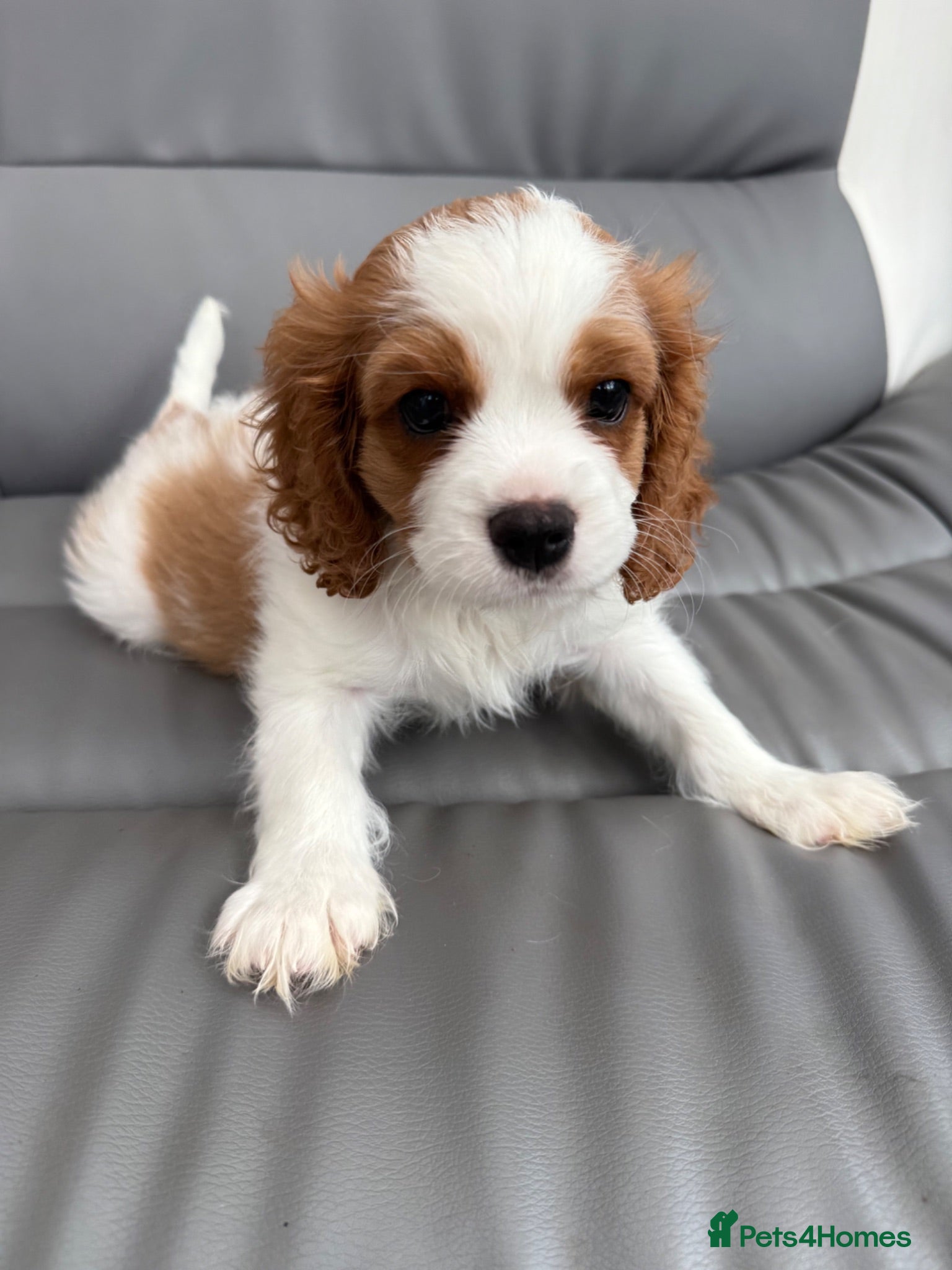 Cavalier King Charles Spaniel dogs Big fluffy boy(2.6kg) available  - Advert 2