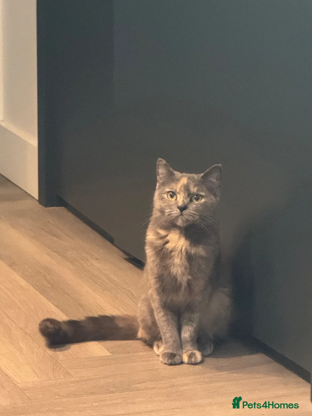 Mixed Breed cats for stud: Looking for male studs for my girls in Wembley - Advert 7