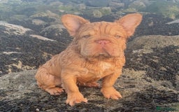 French Bulldog dogs for sale: Visual Fluffy 🧶 New Shade Frenchies 💎  - Image 27