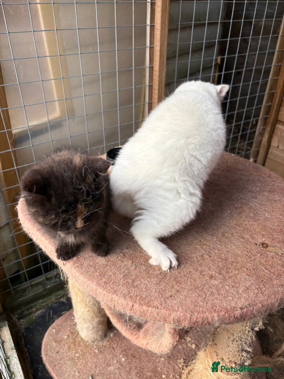 British Shorthair cats for sale: British Shorthair kittens - Image 8