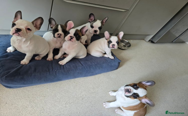 French Bulldog dogs - Advert 1