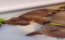 Mixed Breed dogs for sale: Beautiful schweenie babies - Image 15