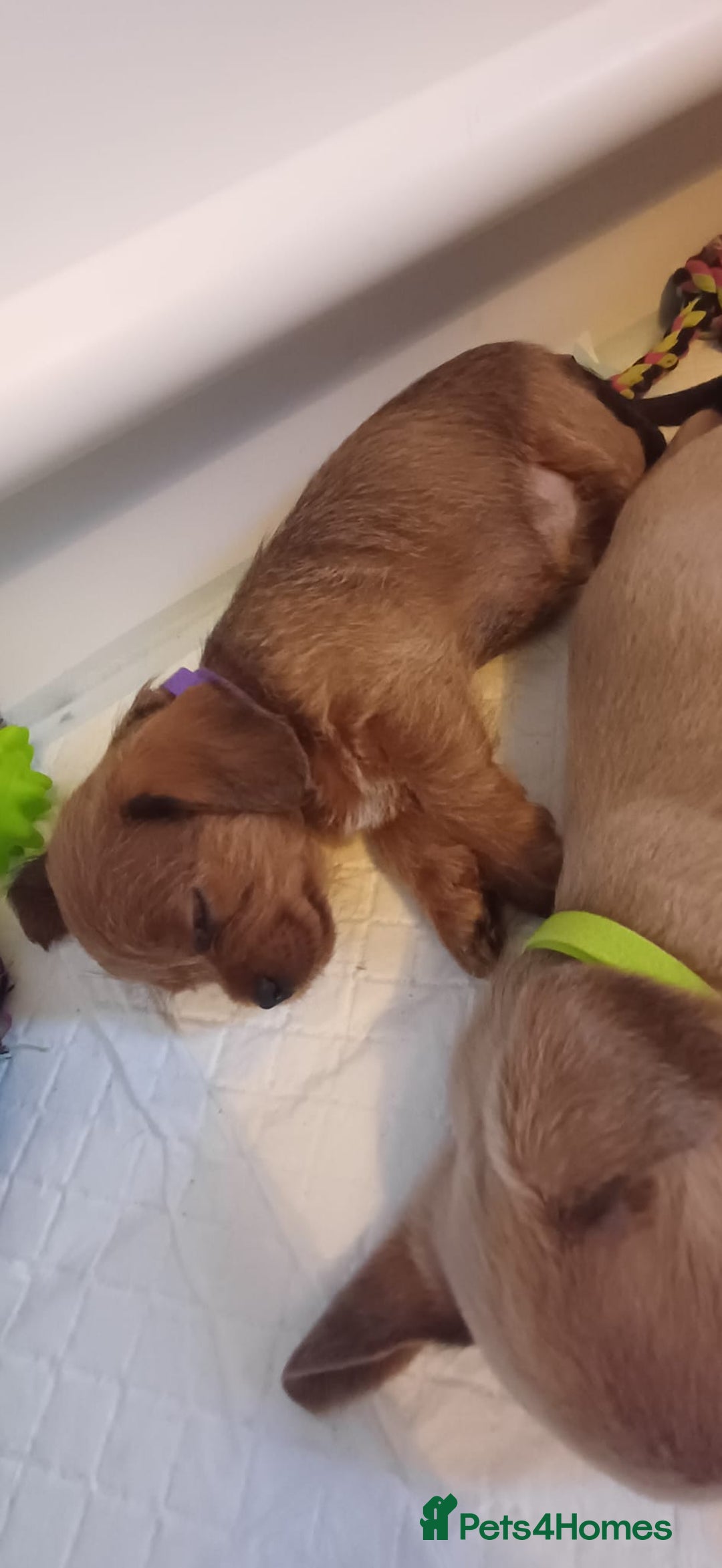 Mixed Breed dogs for sale: Beautiful schweenie babies - Image 15