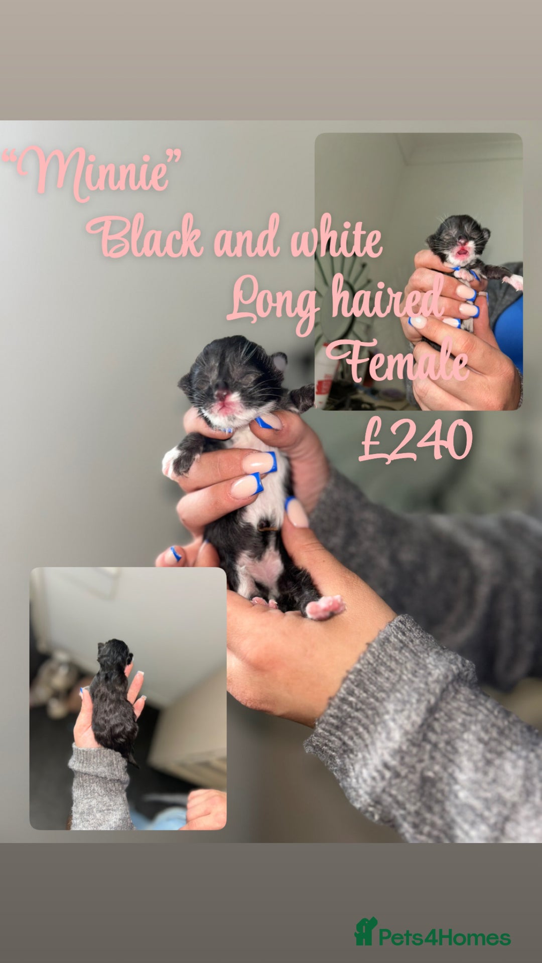Mixed Breed cats for sale: 3 Stunning kittens left 🧸🤍 - Image 2