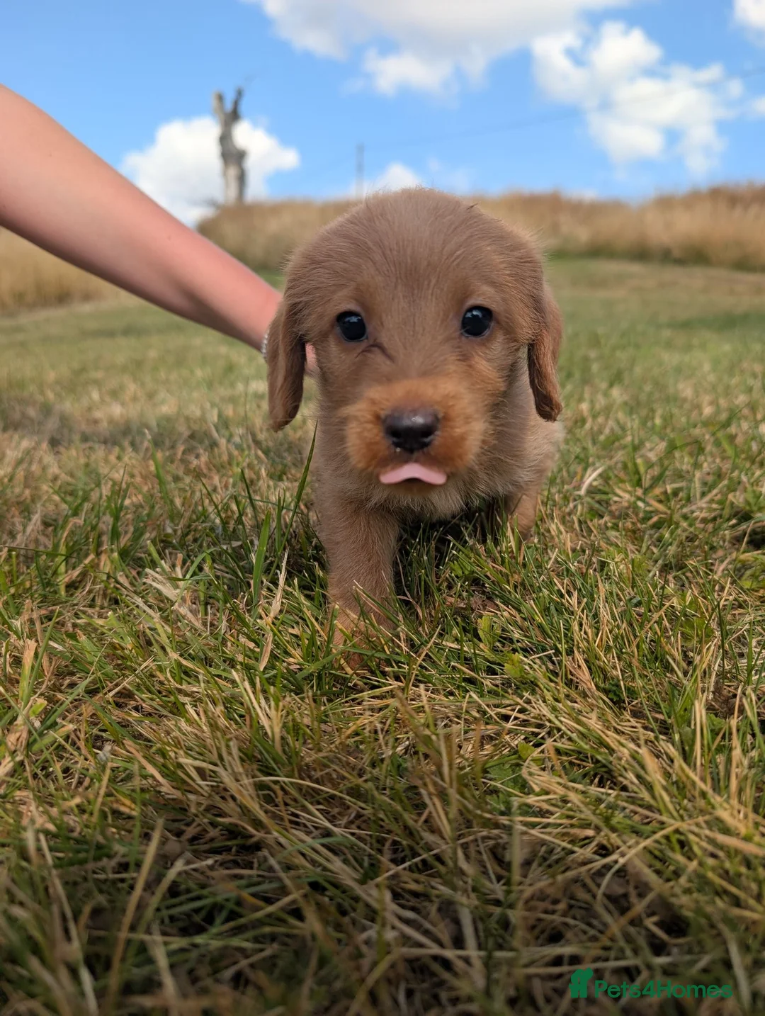 Labradoodle dogs for sale: Labradoodle puppies  - Advert 2