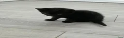 Mixed Breed cats for sale: Black male kitten - Advert 5
