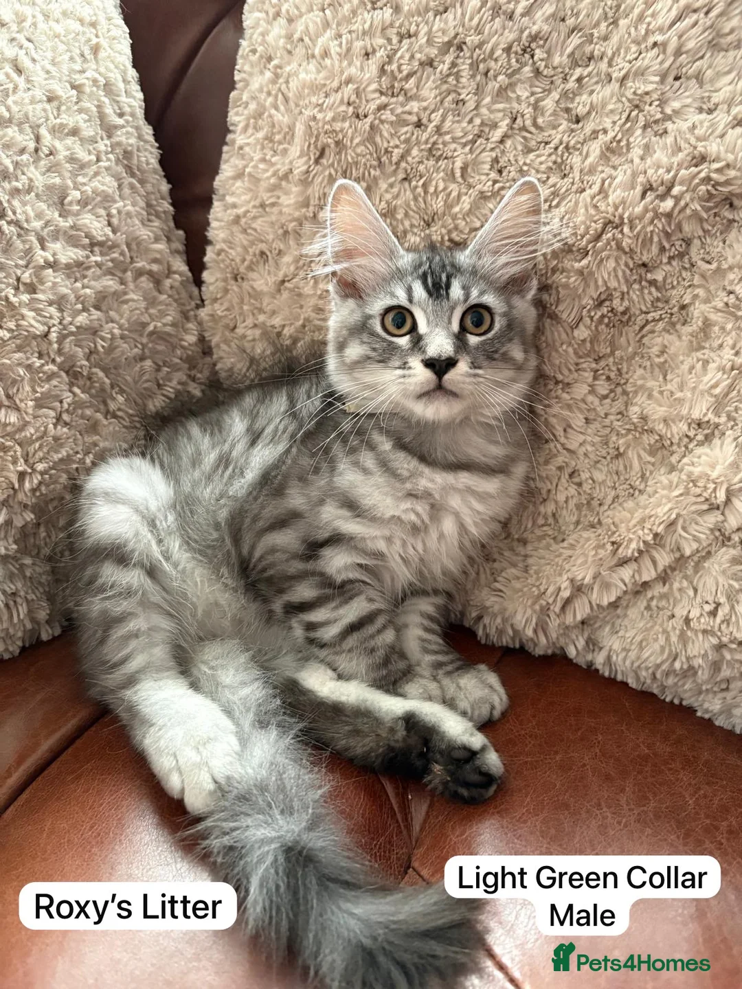 Mixed Breed cats for sale: Ragamuffin x Maine Coon Kittens For Sale - Advert 2