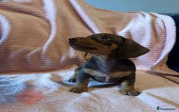 Miniature Dachshund dogs for sale: Miniature dachshunds - Image 14